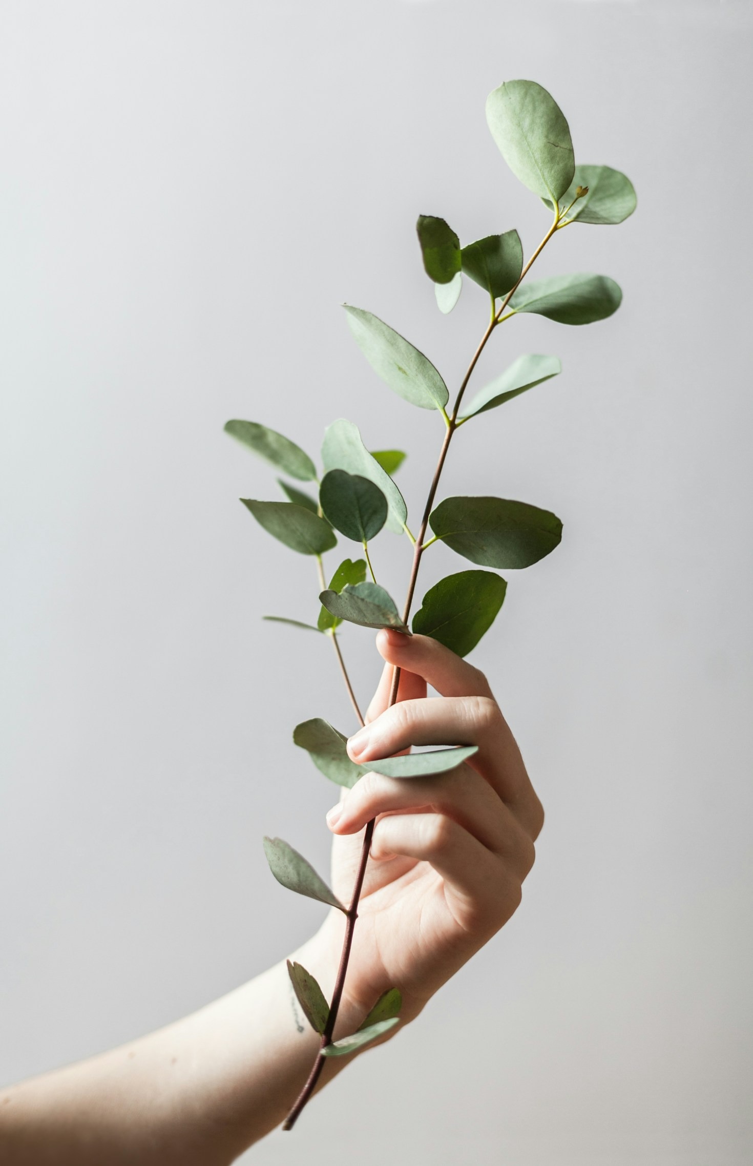 Vegetarisk madlavning: Inspiration og opskrifter